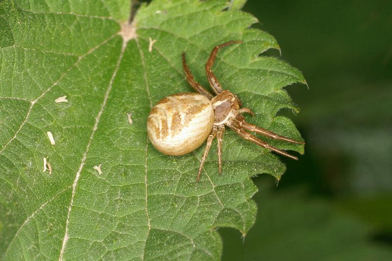 Xysticus_cristatus_D4922_Z_87_Les Gris_Frankrijk.jpg